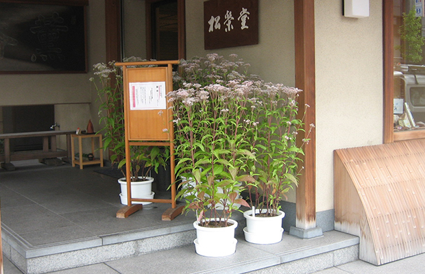 希少植物の店頭公開