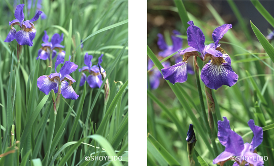 菖蒲　アヤメ