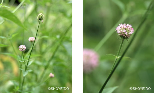 鍋菜　ナベナ